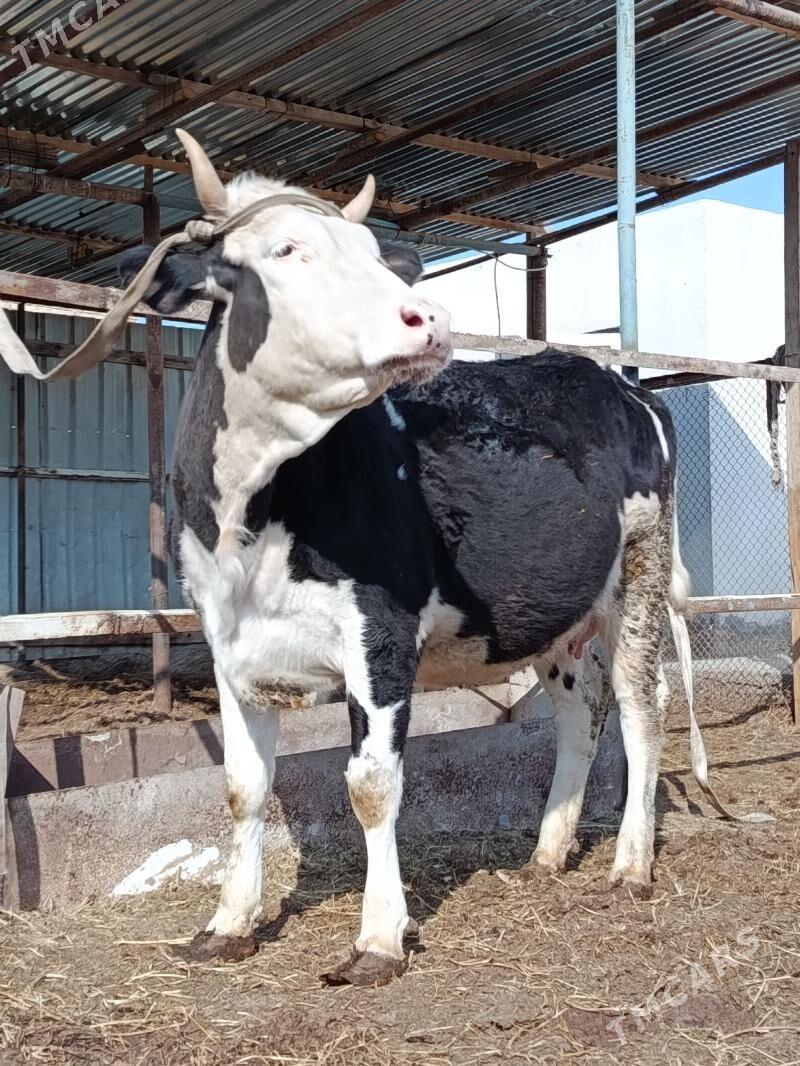 yetik. bogaz. sygyr - Türkmenabat - img 1