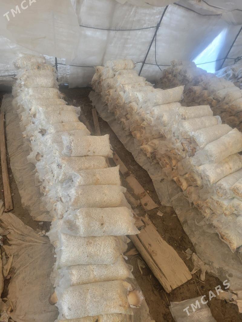 zamaryk paket - Türkmenabat - img 1