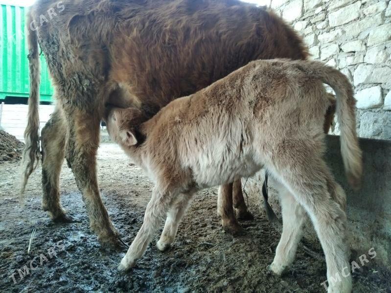 goleli sygyr - Gyzylarbat - img 1