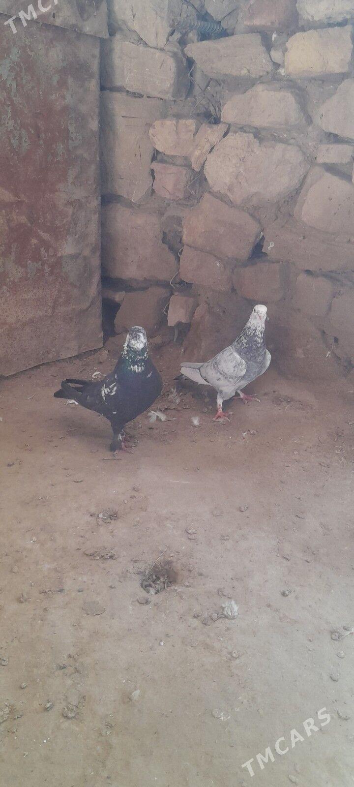 kepderi - Gyzylarbat - img 1