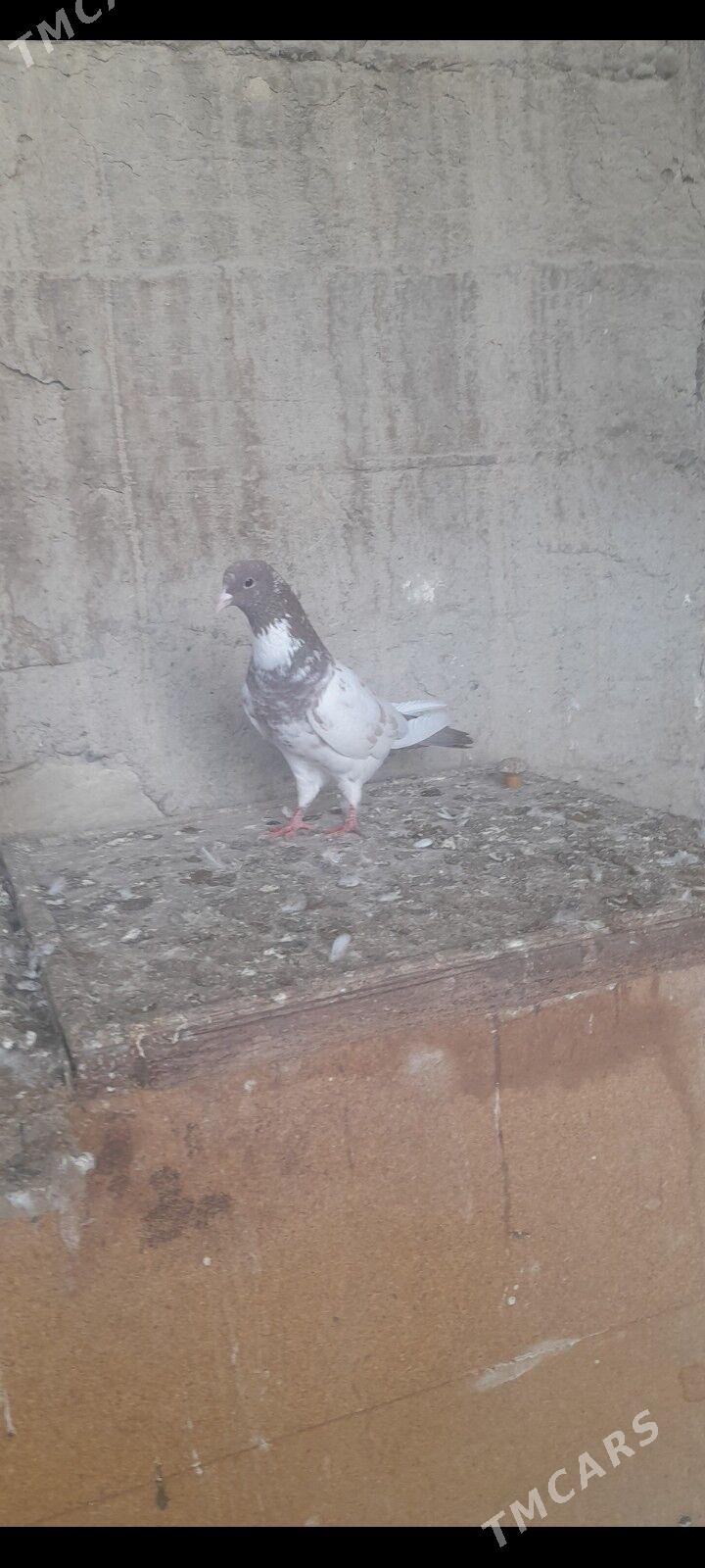 kepderi - Гызыларбат - img 1