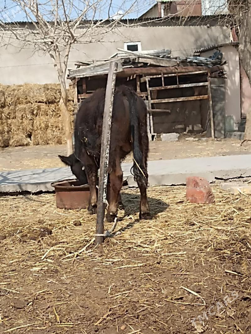 okuz - Ашхабад - img 1