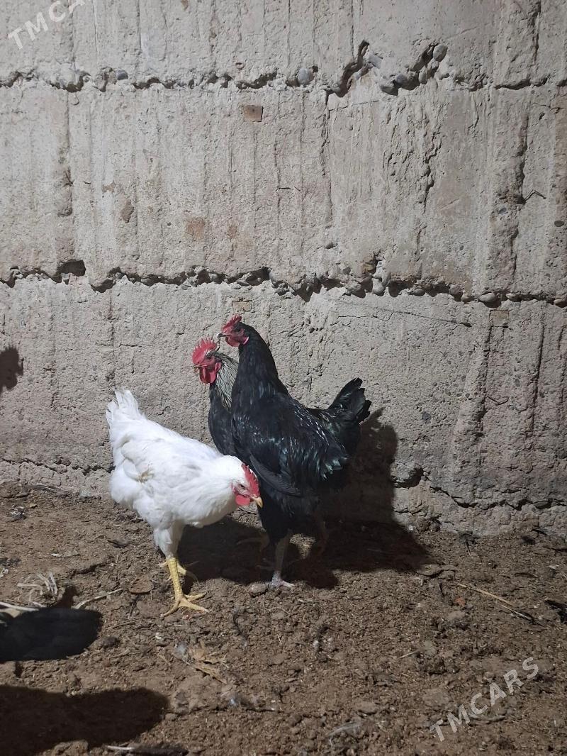 gigant horaz - Herrikgala - img 1