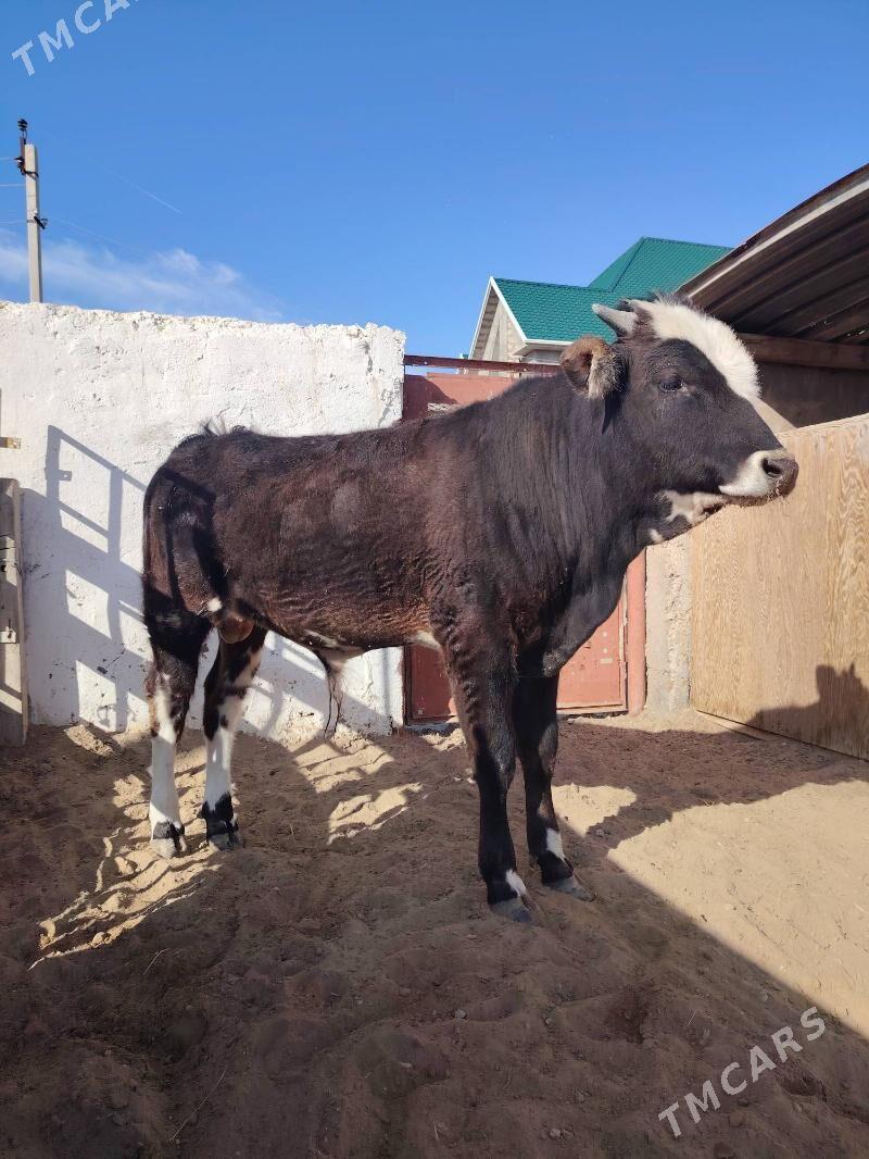 Öküz - Джебел - img 1