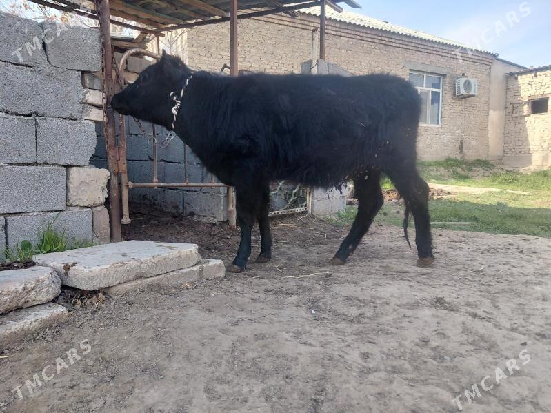 tuwe - Aşgabat - img 1