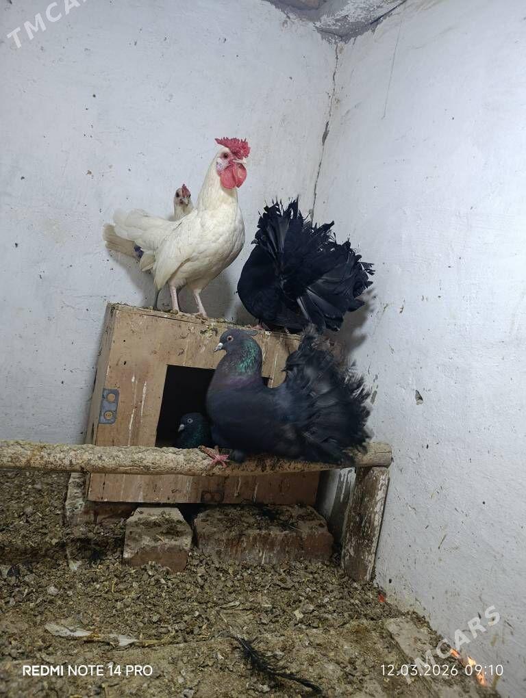 pawlin kepder - Sakar - img 1