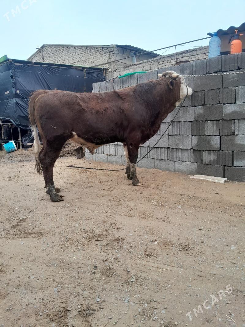 ökuz simintal - Ашхабад - img 1