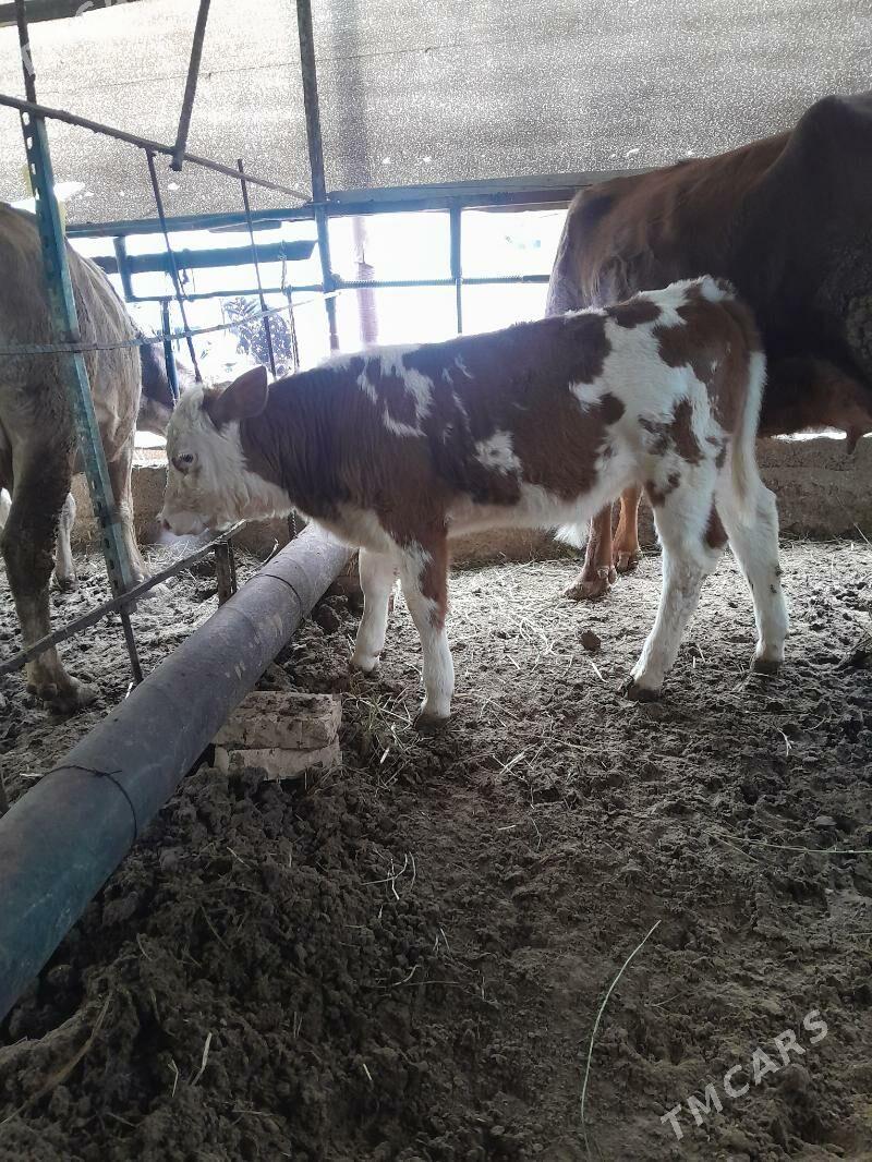 göleli sygyr - Ашхабад - img 1