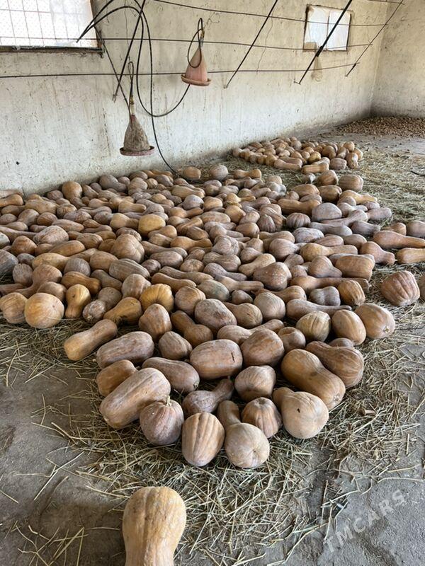 kadi - Багир - img 1