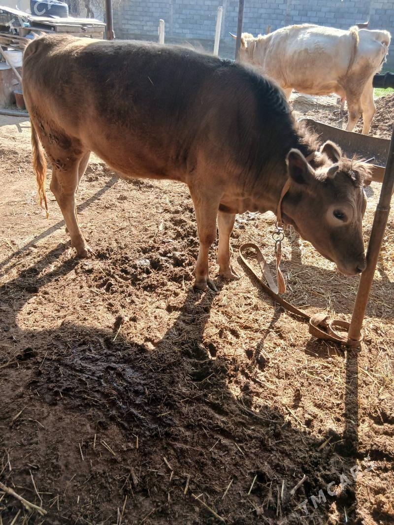 tüwe - Гёкдепе - img 1