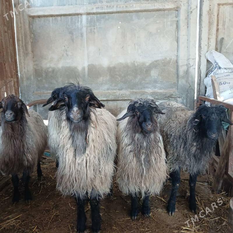 isek - Gökdepe - img 1