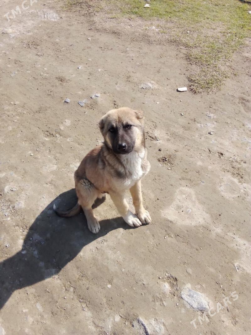 Türkmen güjk - Бахарден - img 1