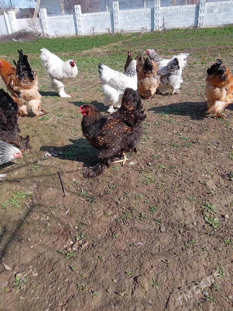 brama towuk - Gökje - img 1