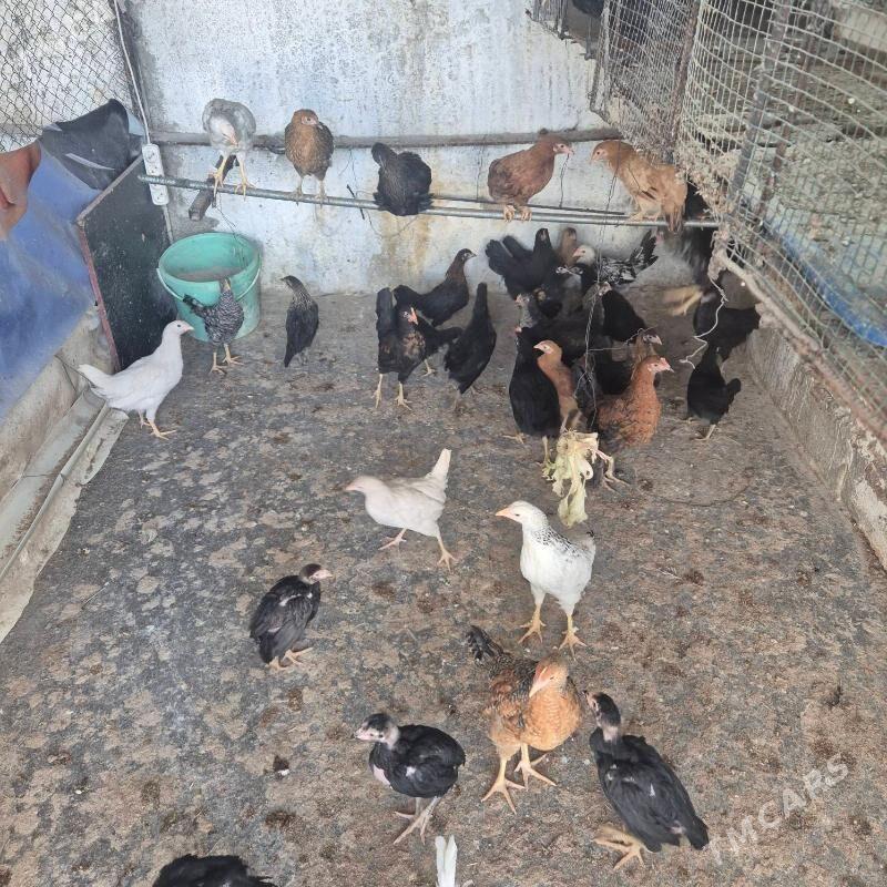 Towuk juje - Ашхабад - img 1