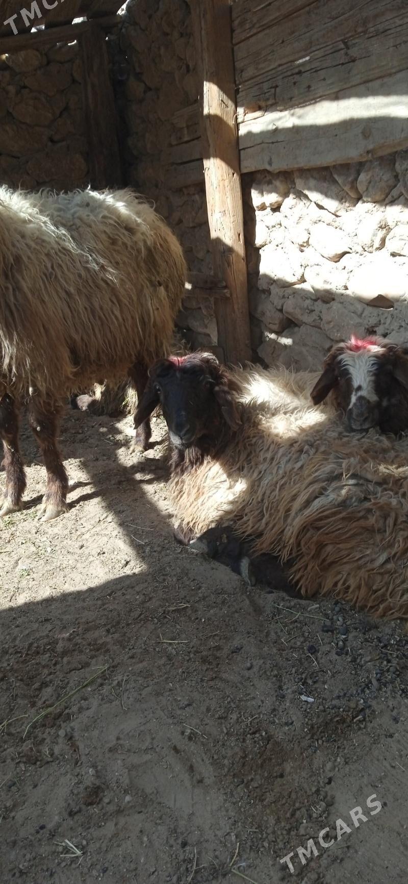 goýun - Джебел - img 1