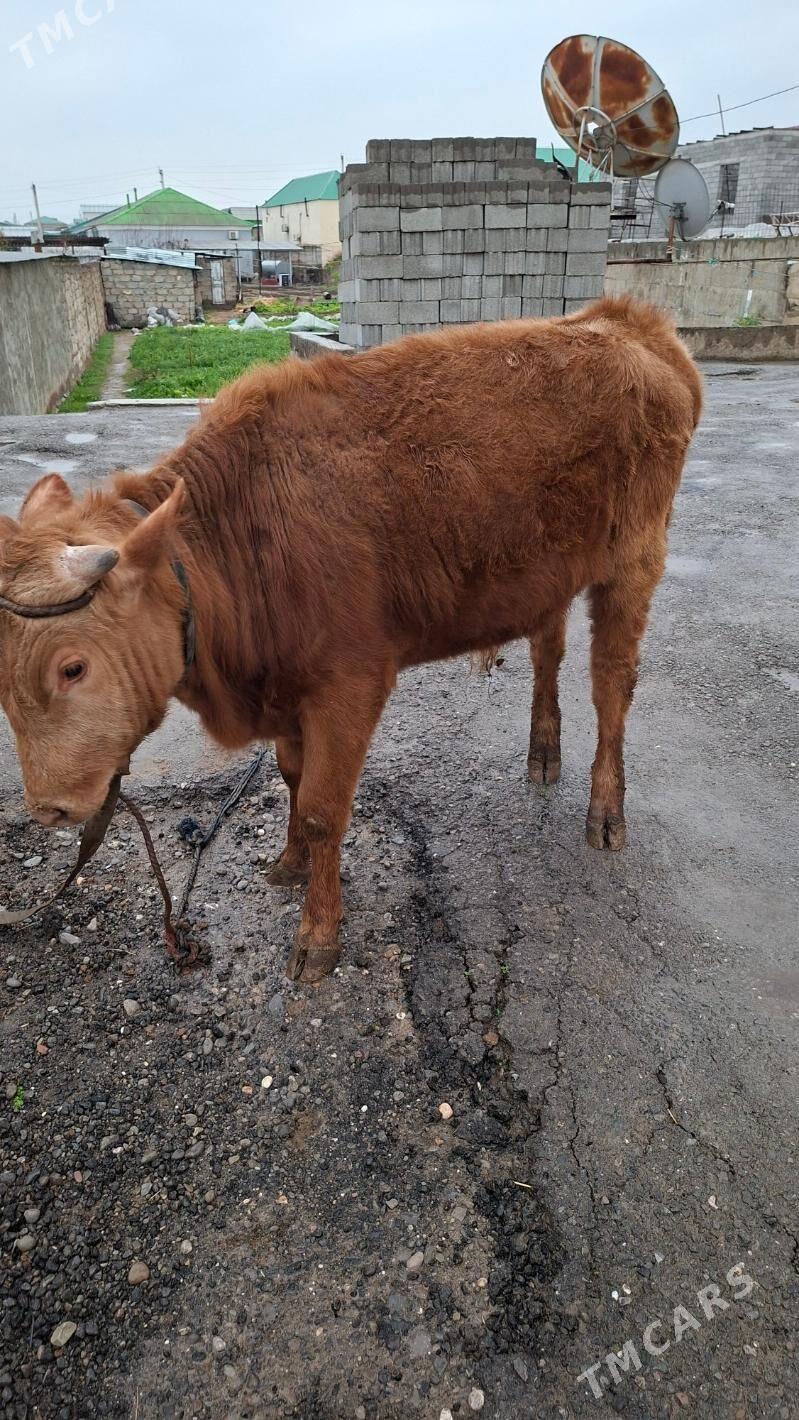 okuz - Bagyr - img 1