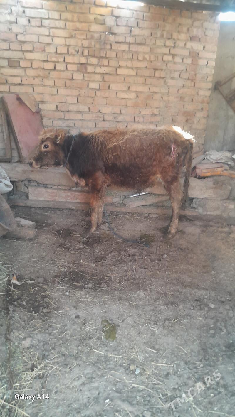 okuz siwes - Bäherden - img 1