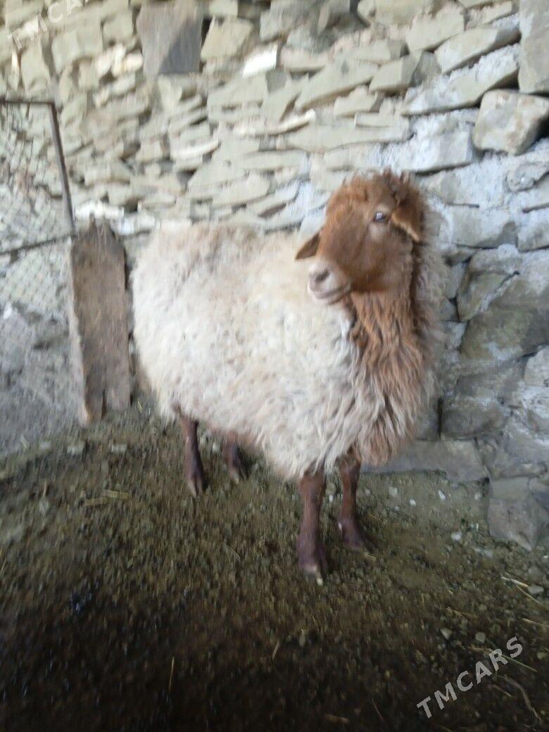 gysyr goýun - Бахарден - img 1