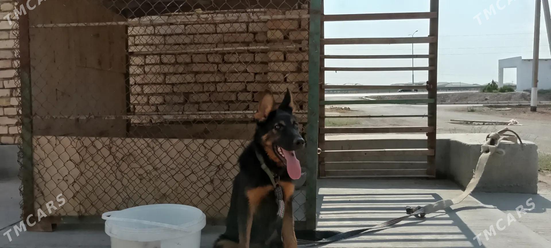 немецкий собака. - Дашогуз - img 1