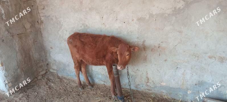 gulajynlar - Мары - img 1