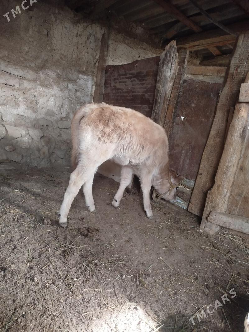 goleli sygyr - Gyzylarbat - img 1