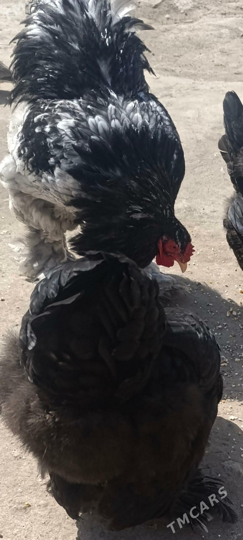 хораз брама - Чарджоу - img 1