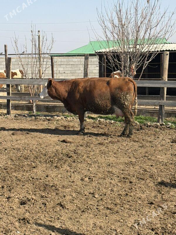 Arginal simental - Гёкдепе - img 1