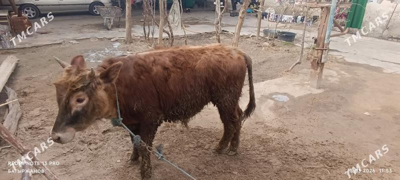 Окуз - Фарап - img 1