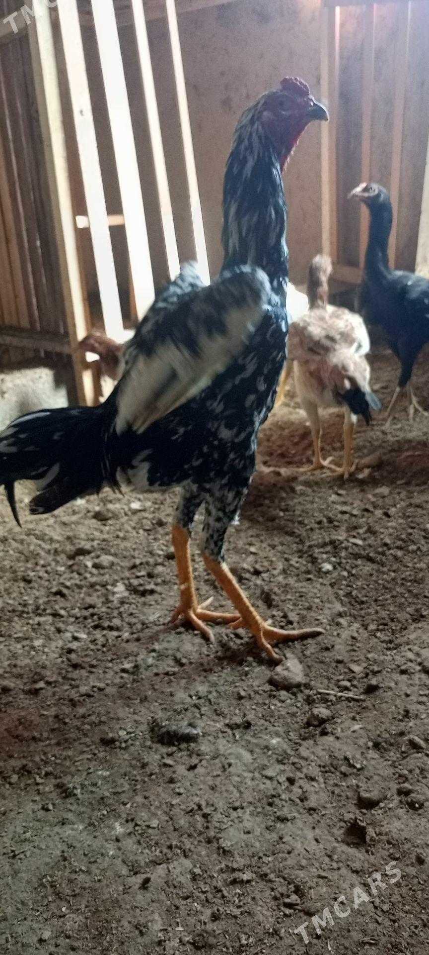 horaz - Шабатский этрап - img 1