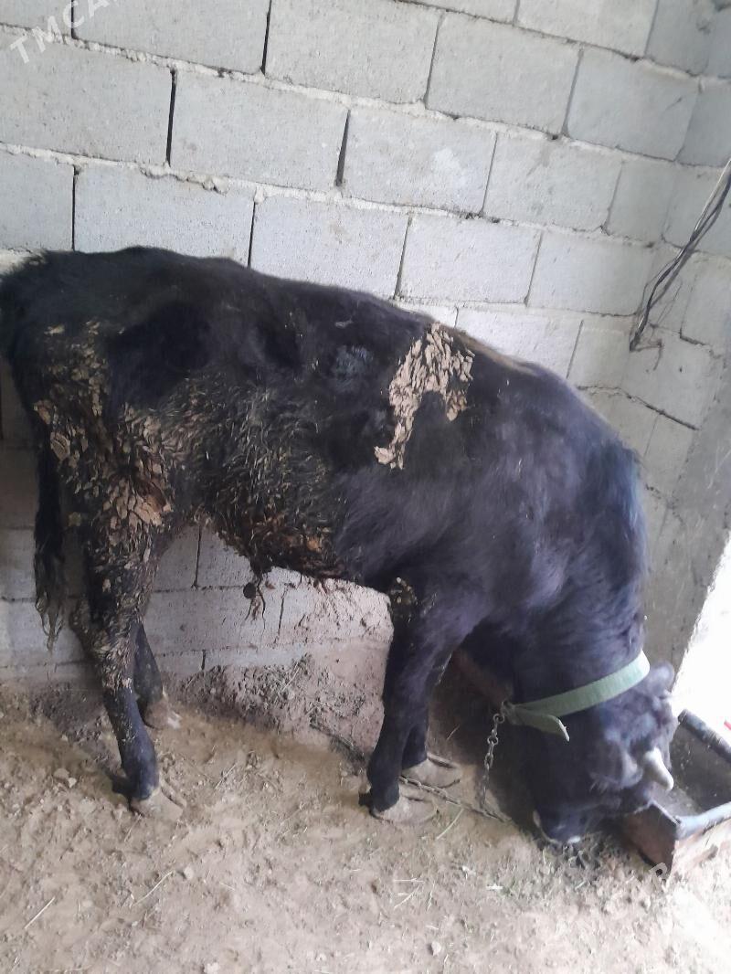 okuz - Tejen - img 1