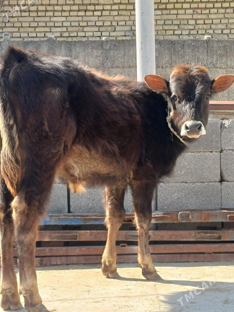 Swes okuz - Büzmeýin - img 1