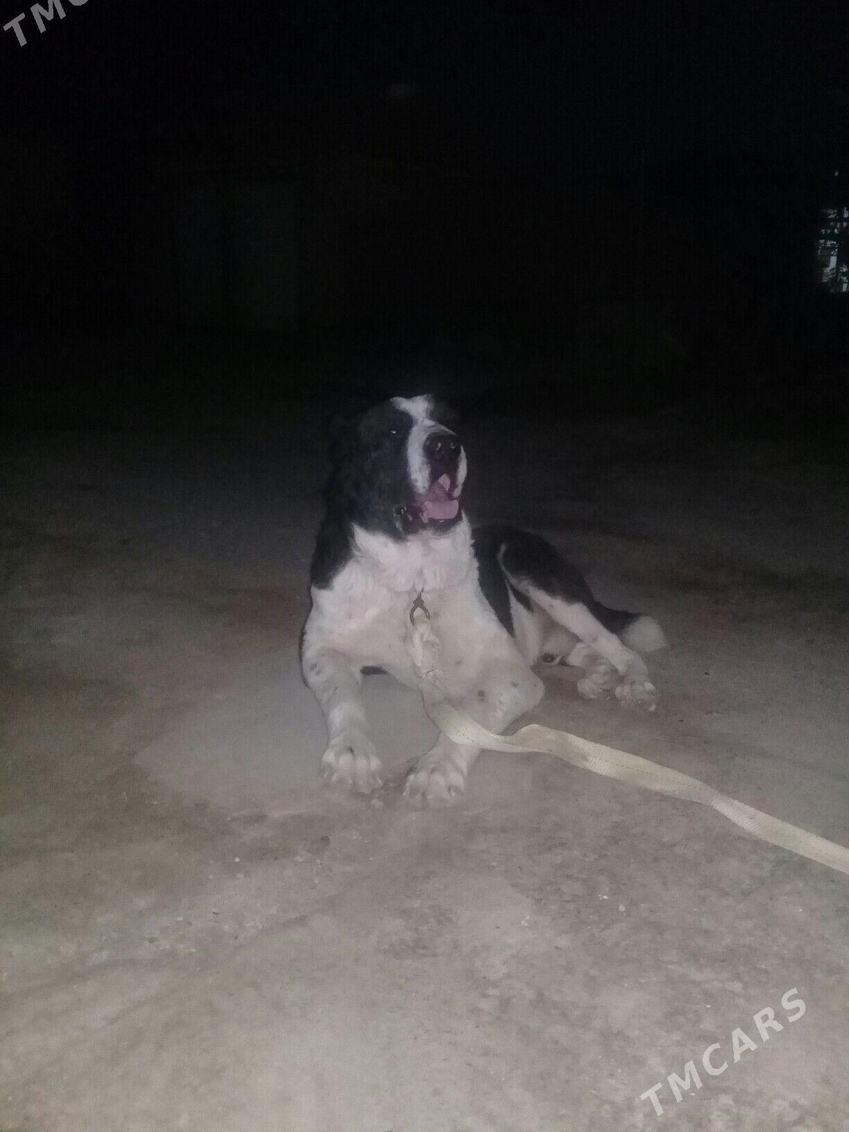 turkmen alaway - Mary - img 1