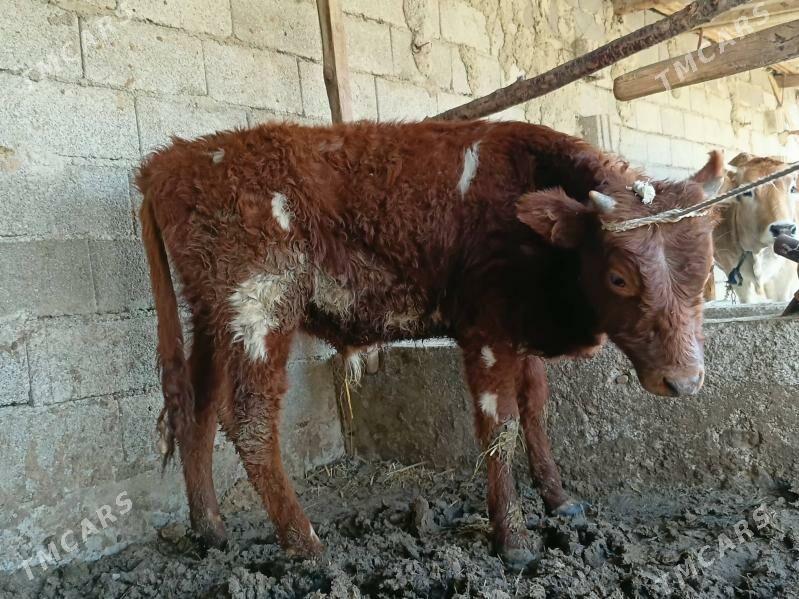 Şiwes ökuz - Bäherden - img 1