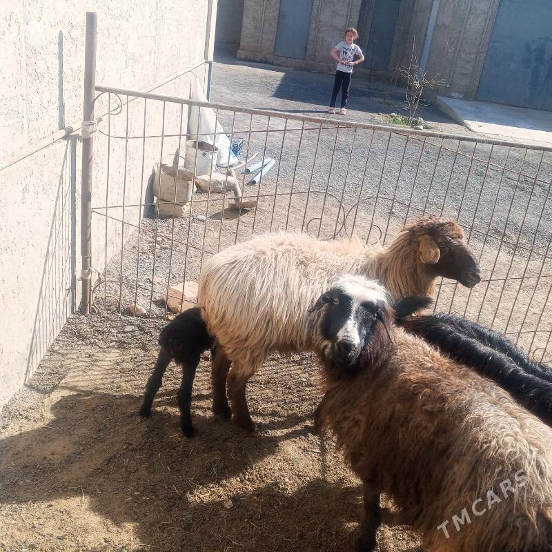 Guzuly goyun - Jebel - img 1