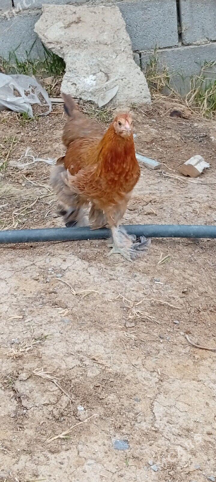 towuk - Büzmeýin - img 1