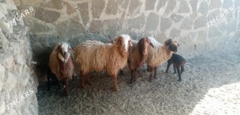 Goyun guzuly - Türkmenbaşy - img 1