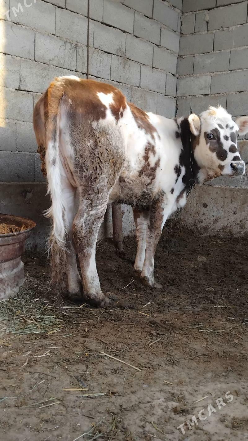 tuwe - Bäherden - img 1