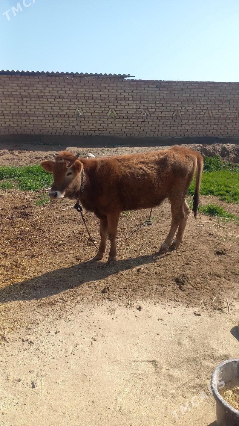 Tuwe - Кака - img 1