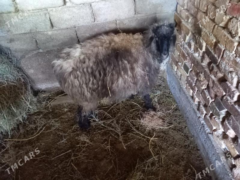 Bakylan goýun - Гёкдепе - img 1