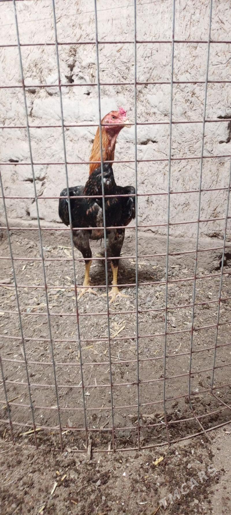 horaz - Şabat etr. - img 1