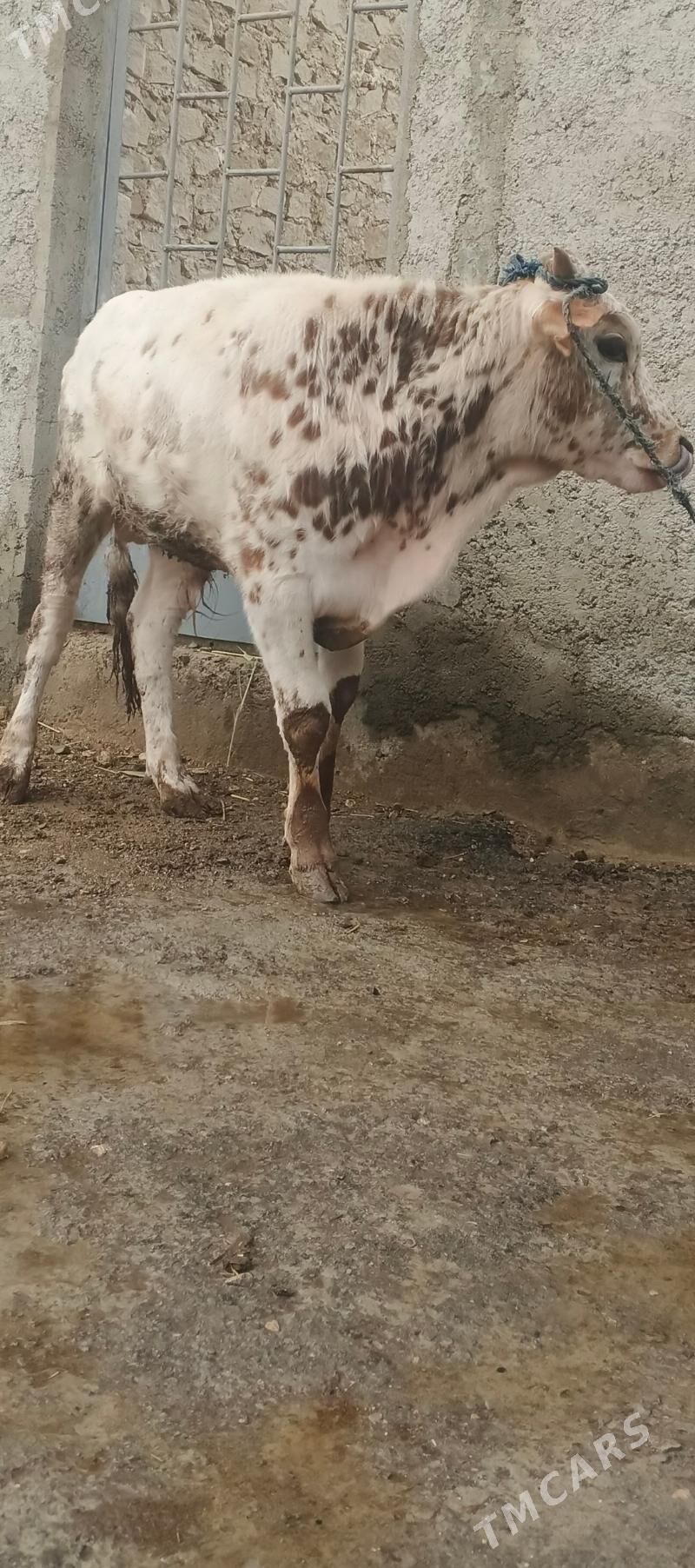 Okuz - Гызыларбат - img 1