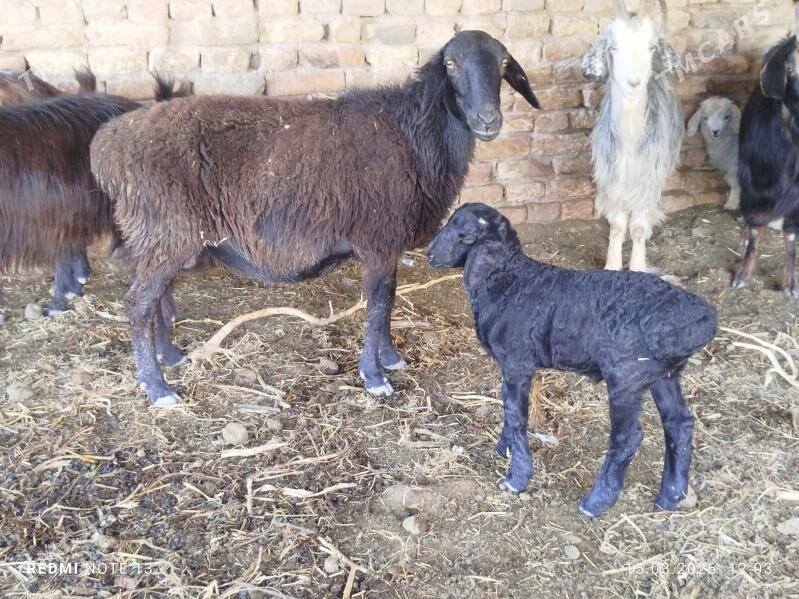 guzuly goyun - Чарджоу - img 1