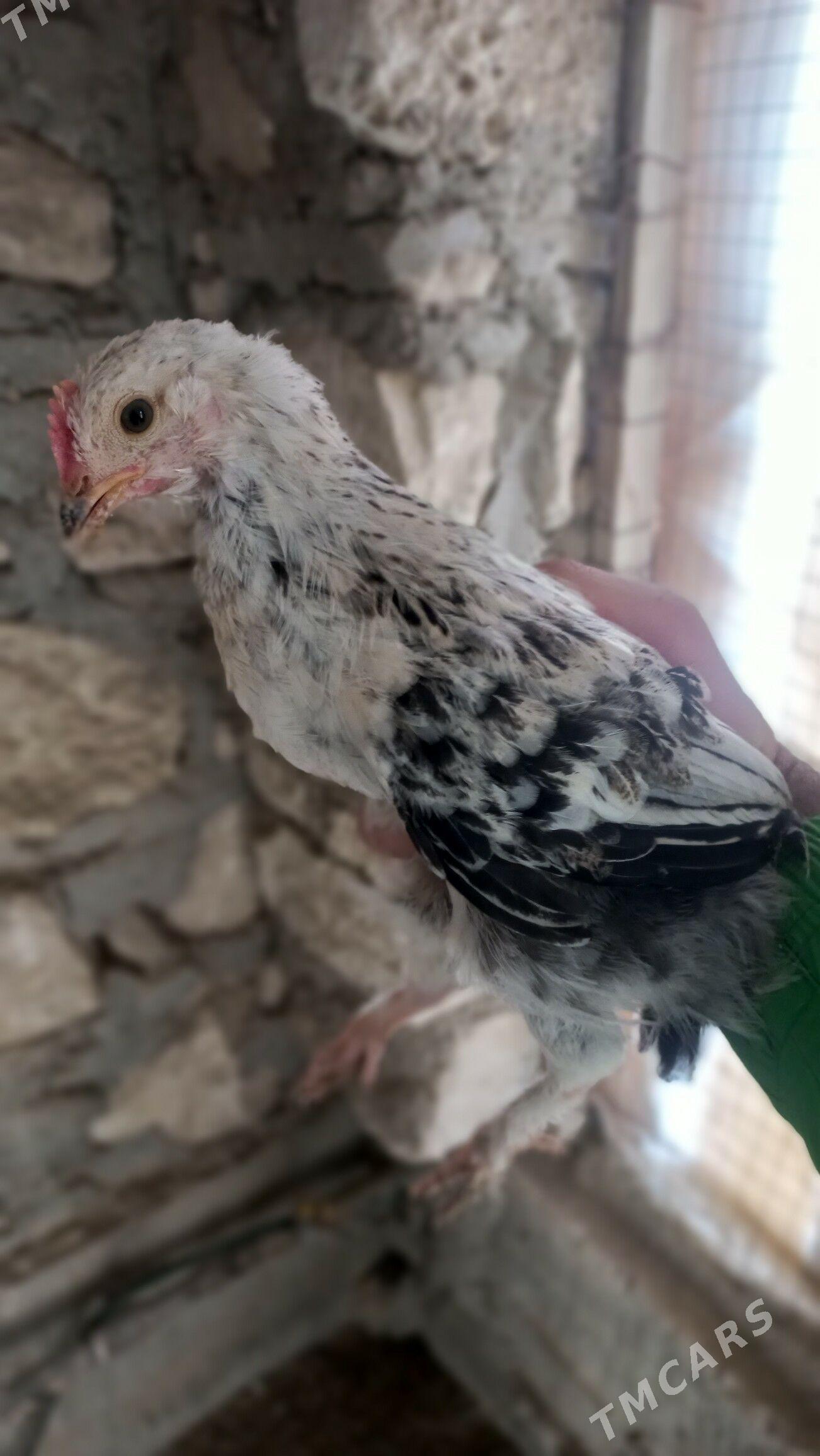 horaz juje - Гумдаг - img 1