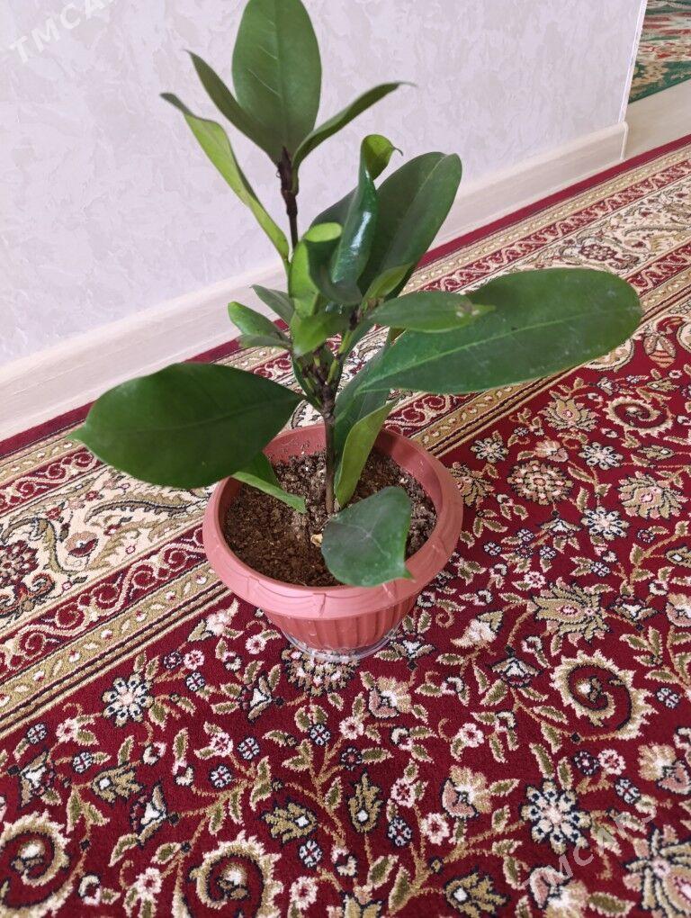 gül - Balkanabat - img 1