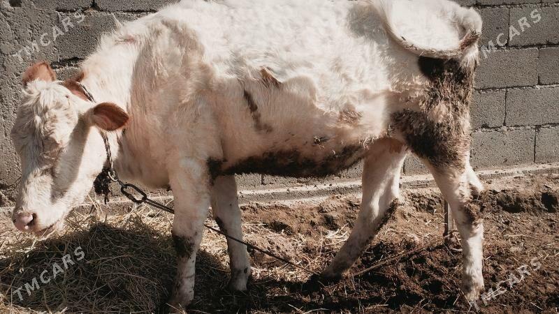 smental sygyr bogoz tuwe s - Гёкдепе - img 1