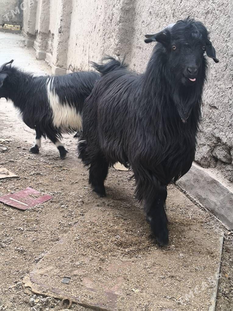 Geci - Дашогуз - img 1