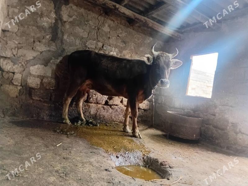 sygyr - Гызыларбат - img 1