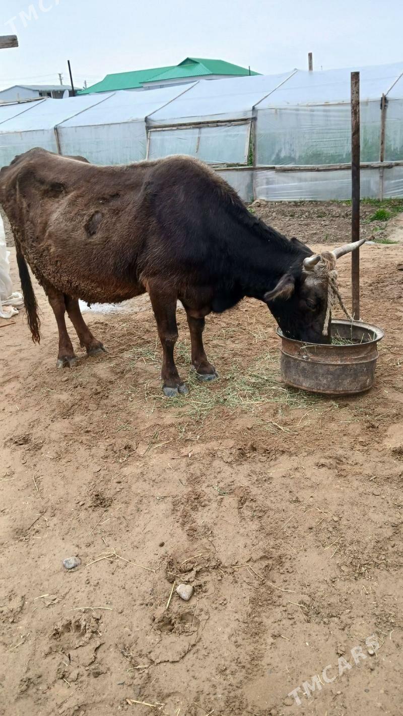 Sygyr - Гёкдепе - img 1