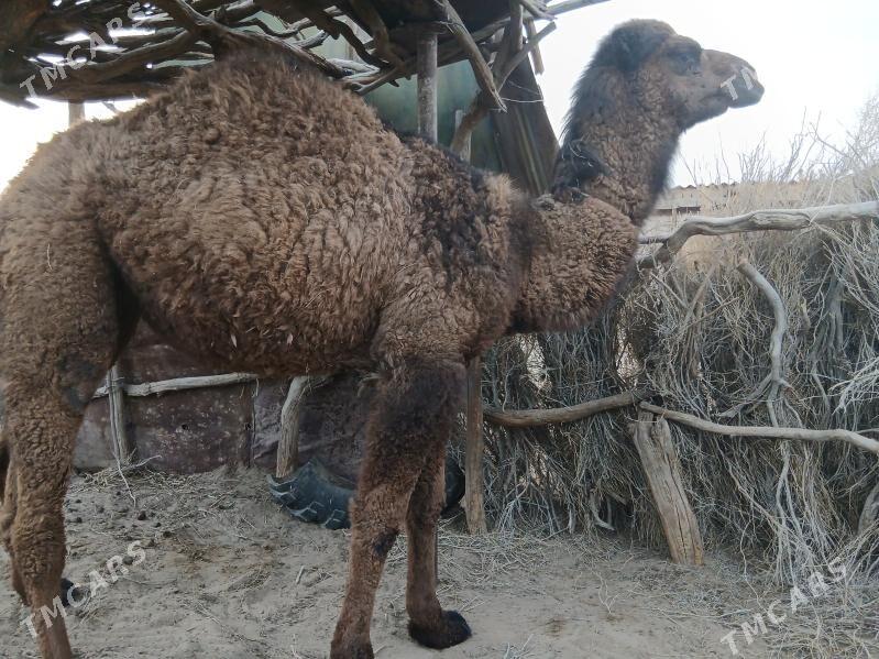 düýe torum - Гёкдепе - img 1