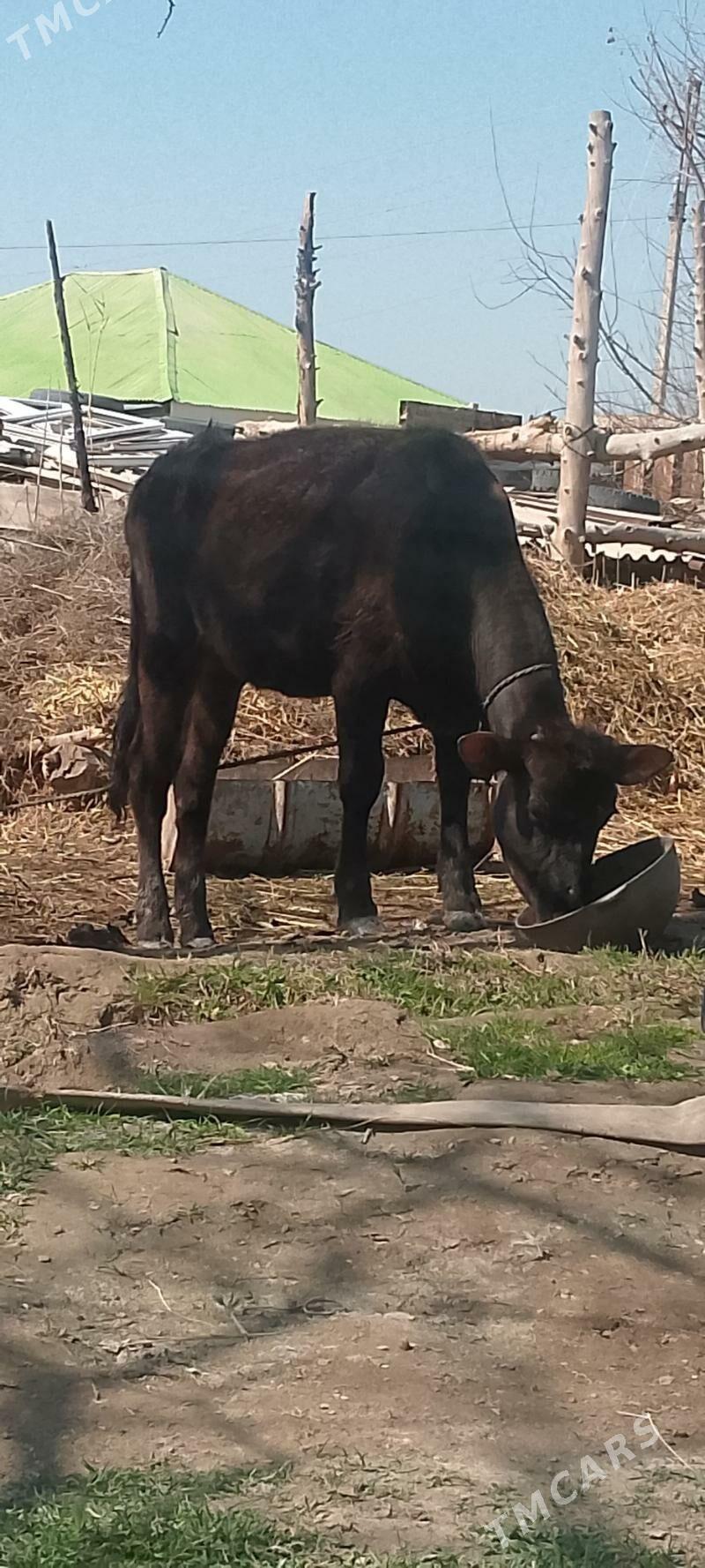 Tuwe - Яшлык - img 1